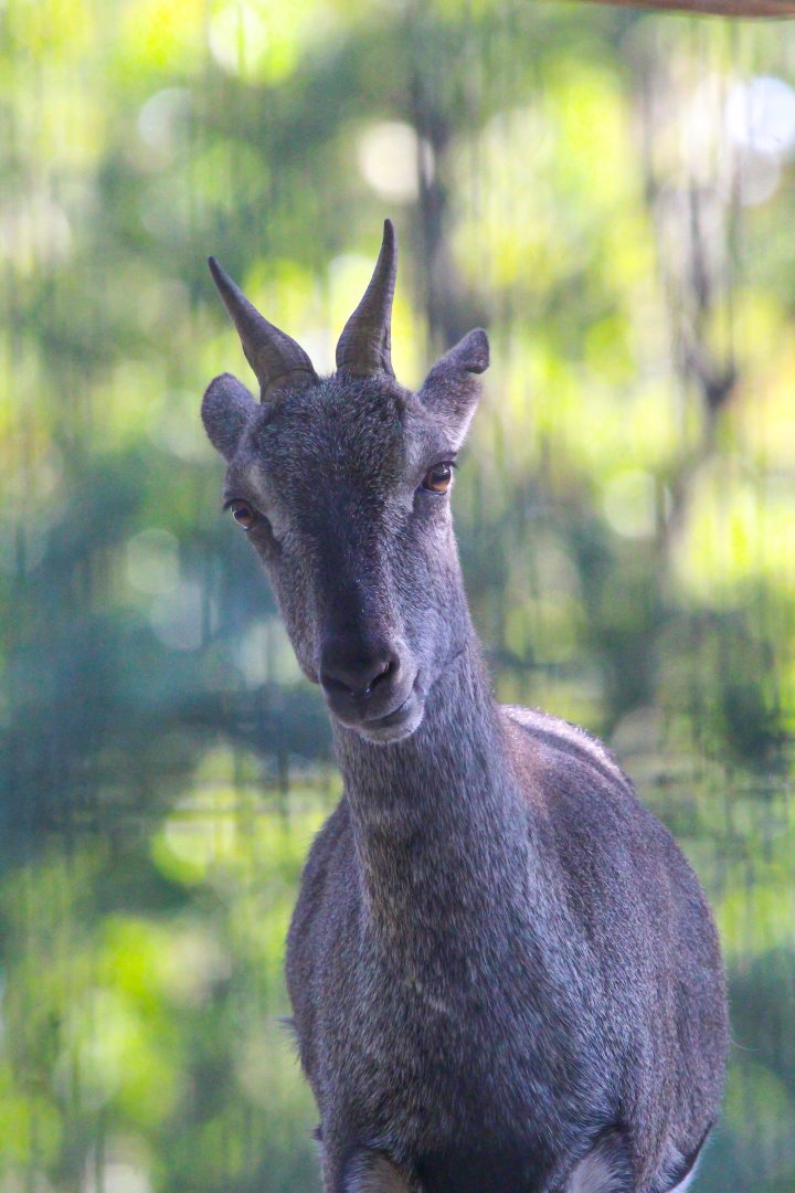 Himalayan Blue Bharal- 4th September 2024
