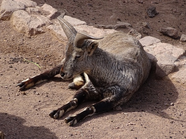 Himalayan blue sheep (Pseudois nayaur) (04/22)