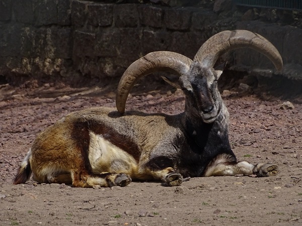 Himalayan blue sheep (Pseudois nayaur) (04/22)