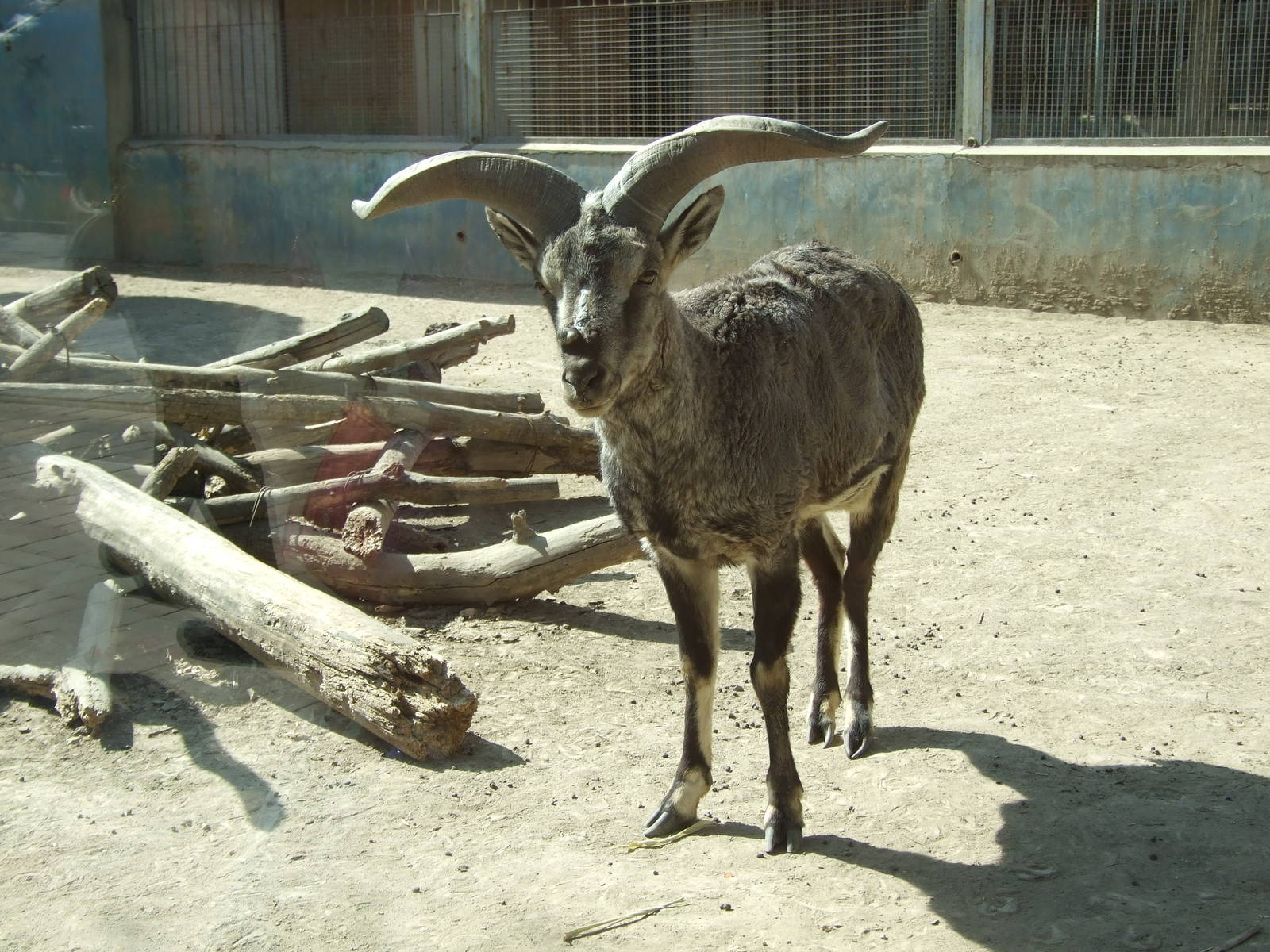 Himalayan blue sheep (Pseudois nayaur)