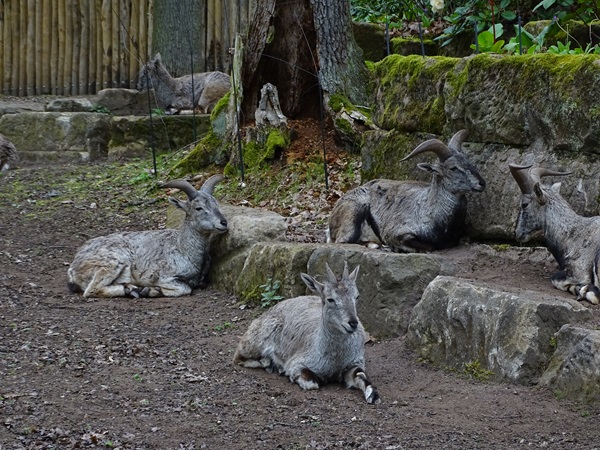 Himalayan blue sheep (Pseudois nayaur)