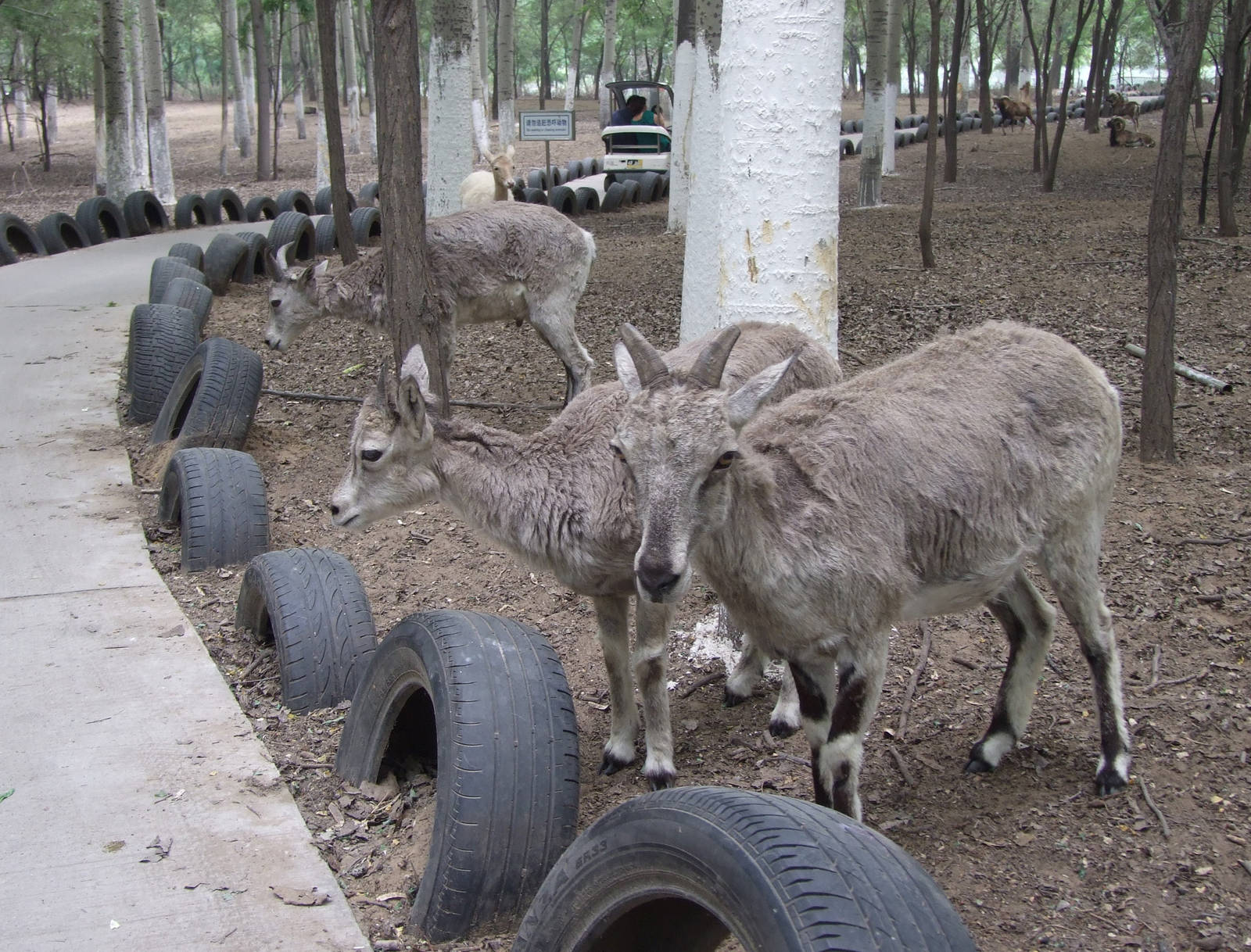 Himalayan blue sheep