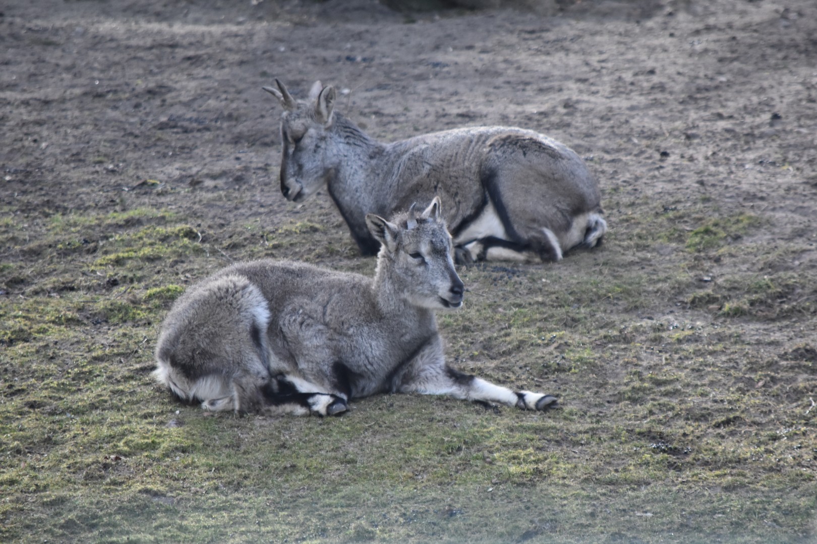 Himalayan blue sheep