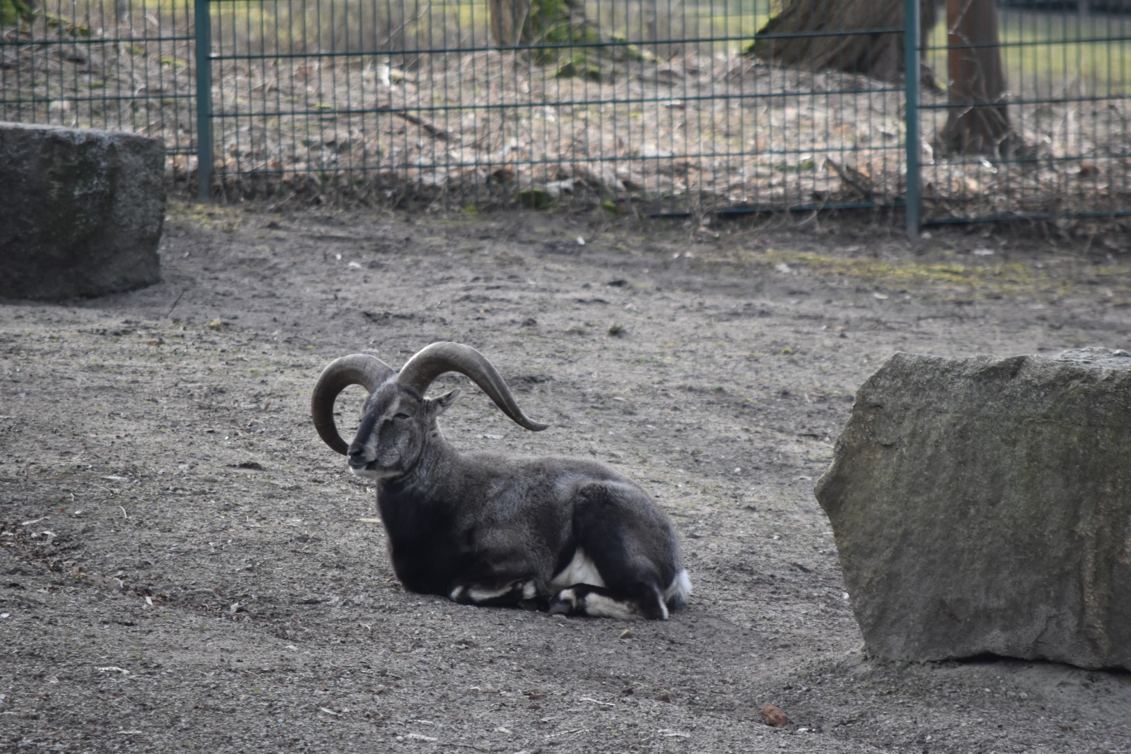 Himalayan blue sheep