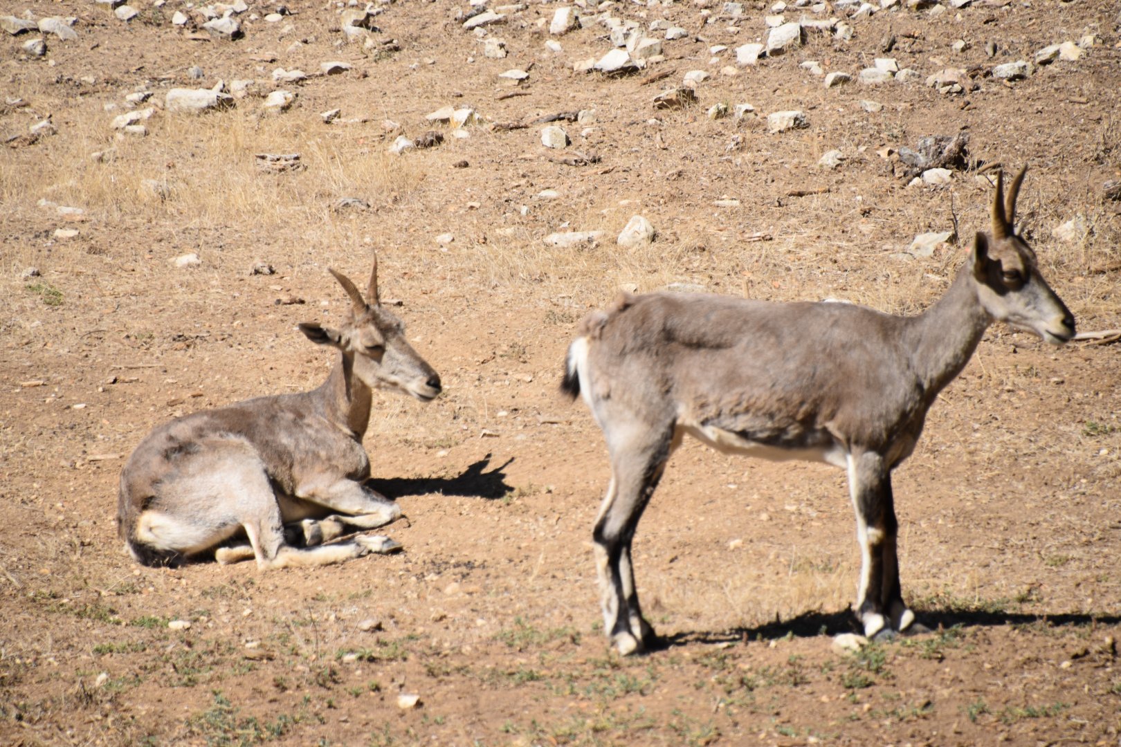 Himalayan blue sheep