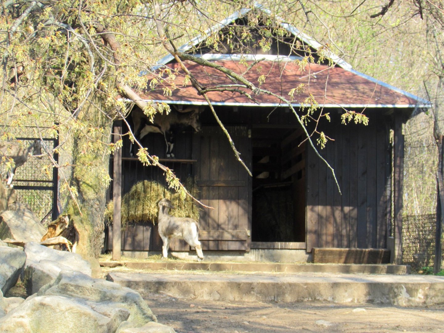 Himalayan Blue Sheeps (Bharals)