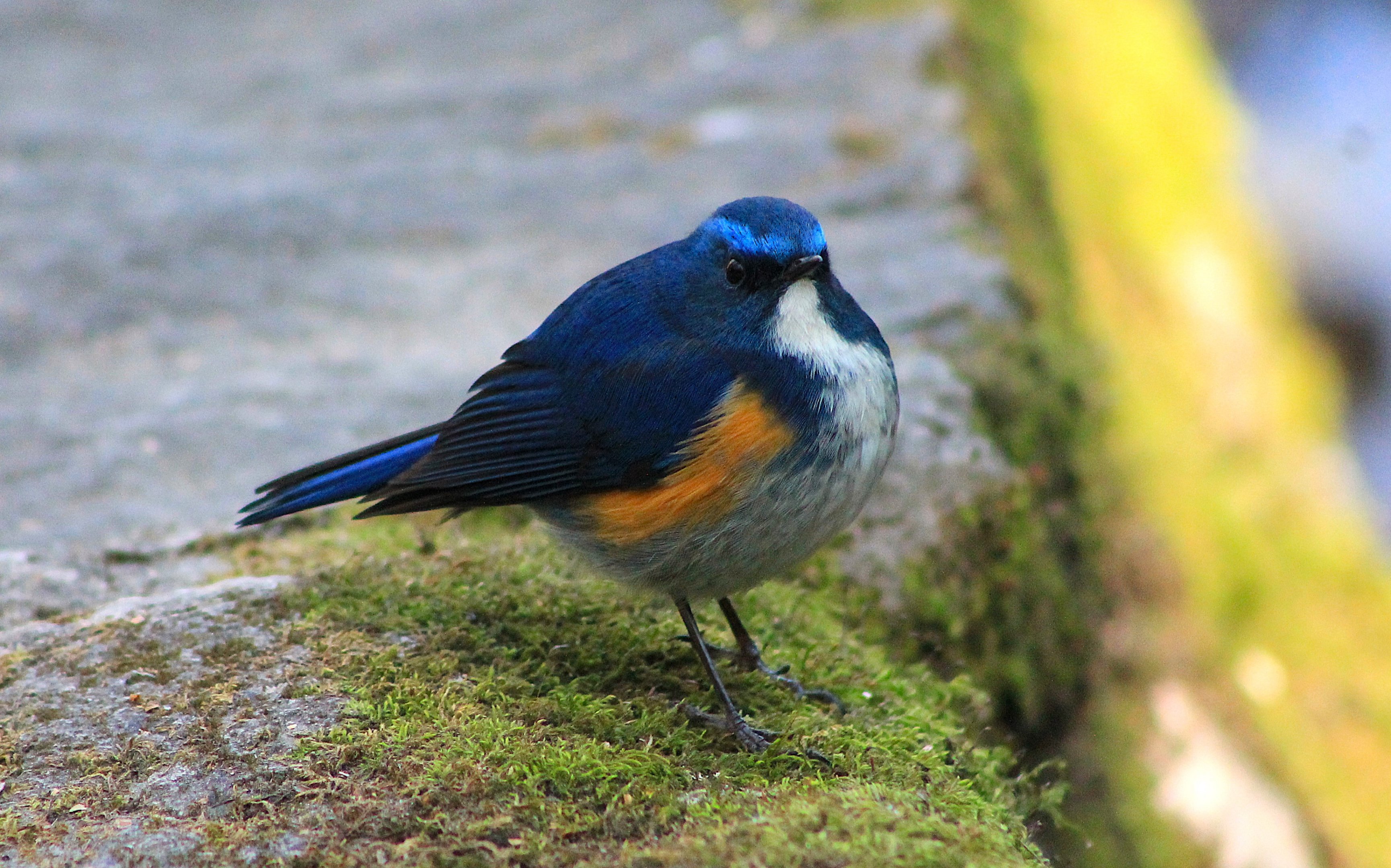 Himalayan Bluetail (Tarsiger rufilatus)