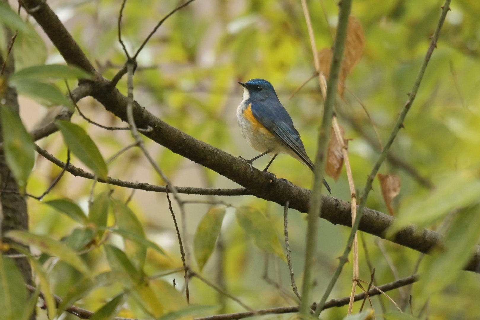 Himalayan Bluetail Tarsiger rufilatus