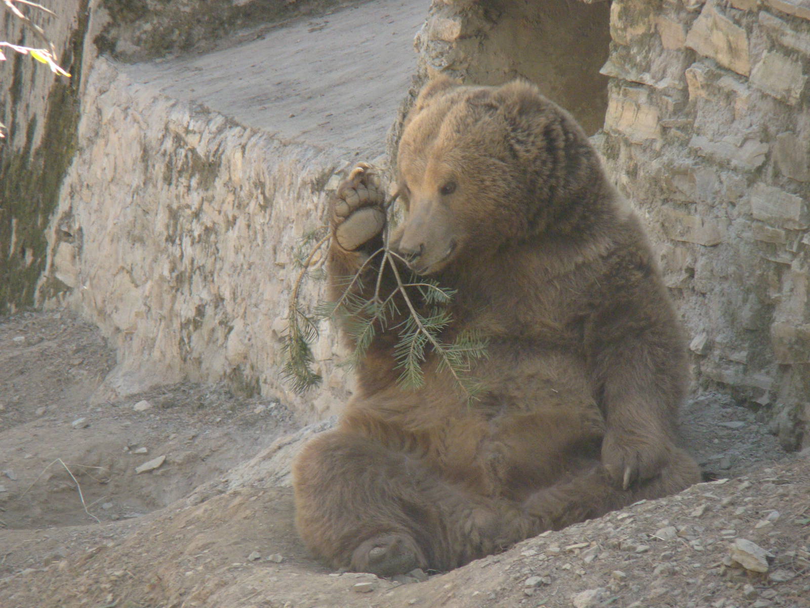 Himalayan Browen bear cub