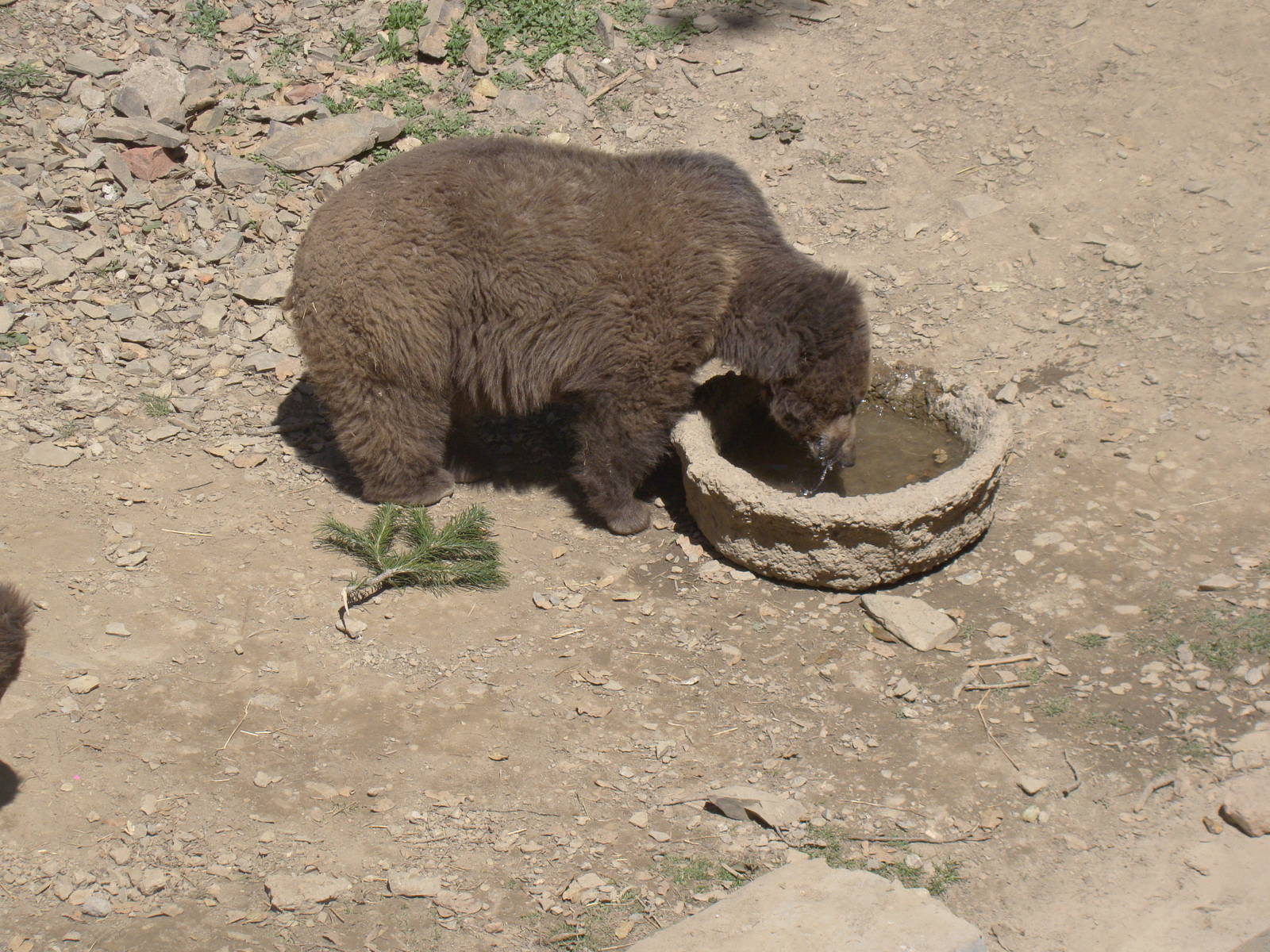 Himalayan Browen bear cub