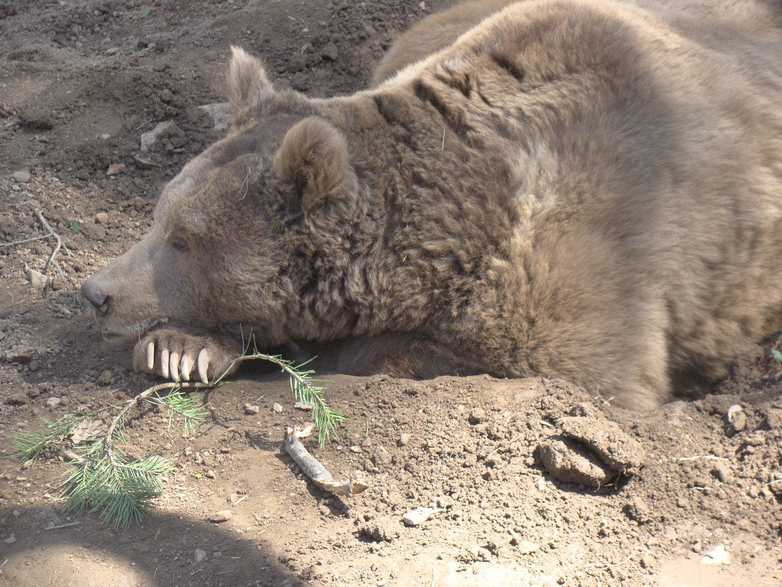 Himalayan Browen bear cub