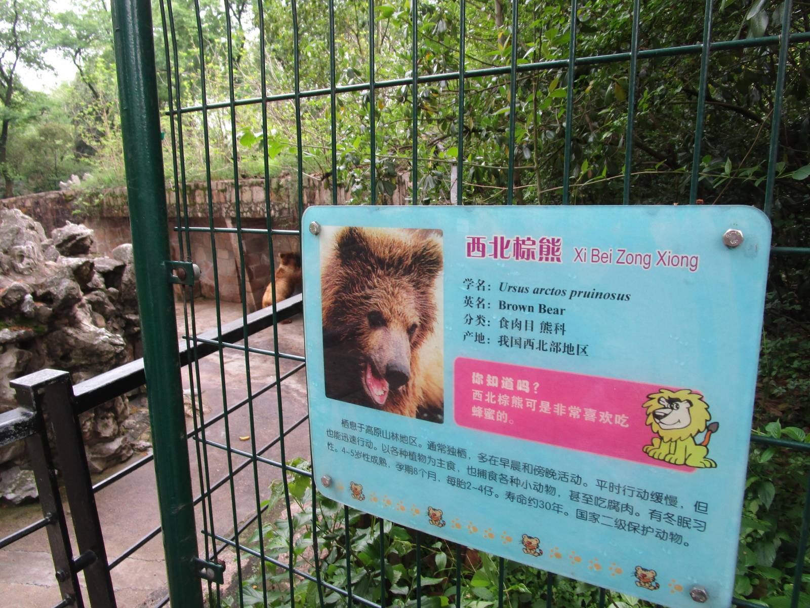 Himalayan Brown Bear - 16/04/2016