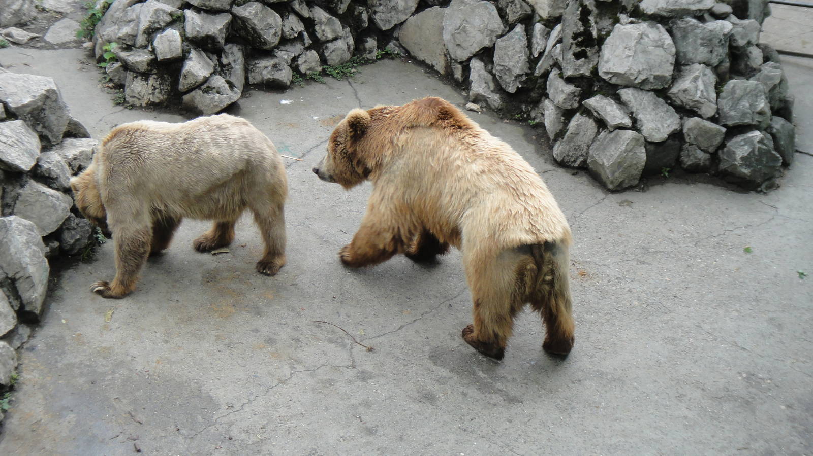 Himalayan brown bear at Chengdu zoo 2012-5-11
