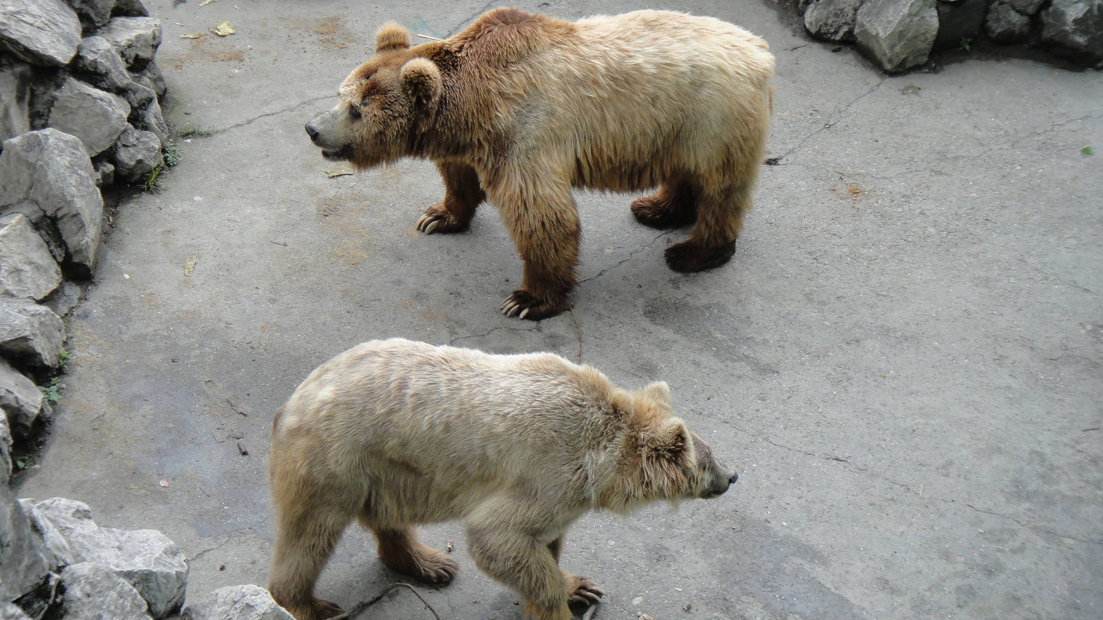 Himalayan brown bear at Chengdu zoo 2012-5-11