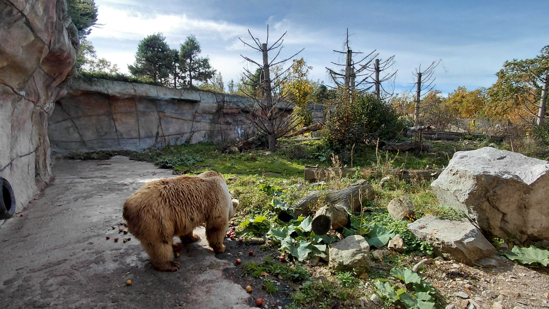 Himalayan brown bear exhibit