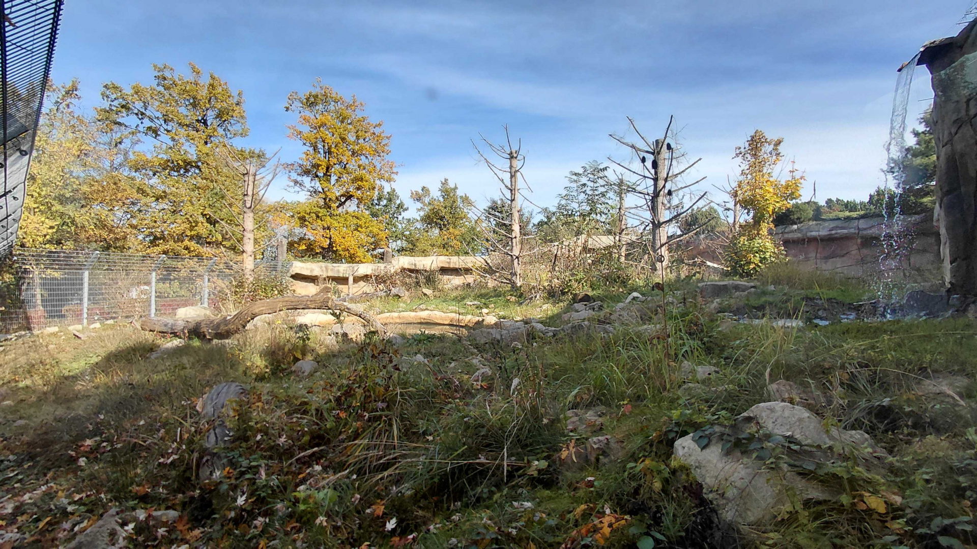 Himalayan brown bear exhibit