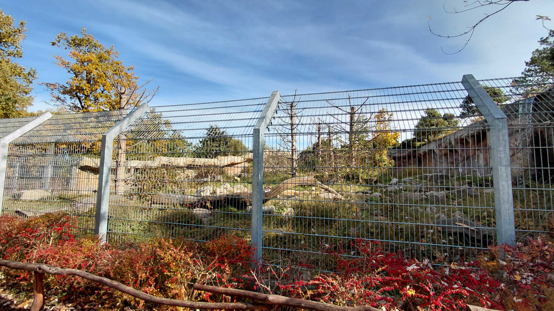 Himalayan brown bear exhibit