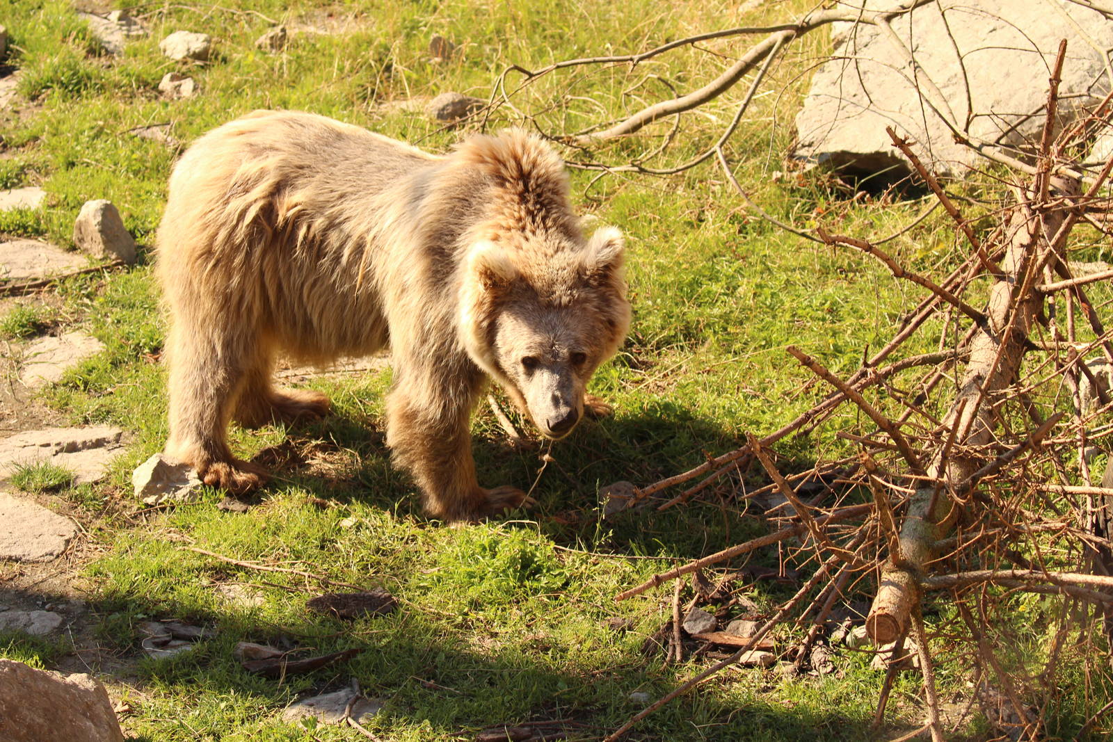 Himalayan brown bear, July 2016