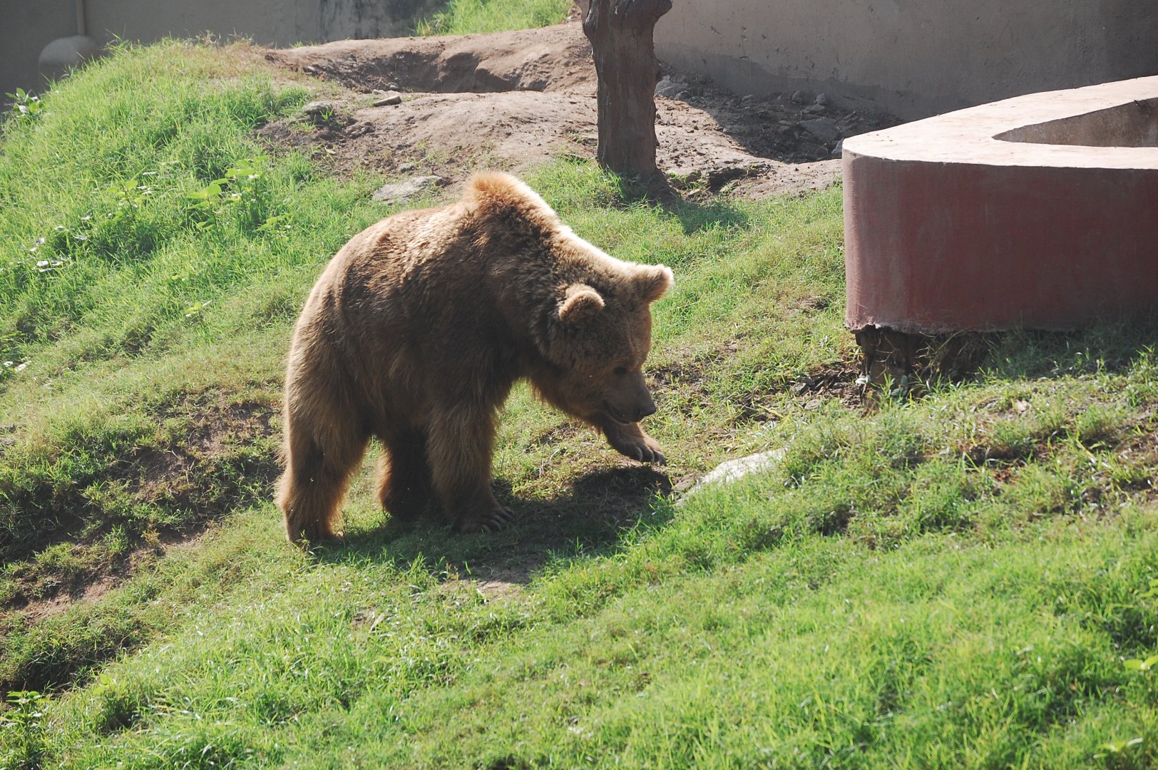 Himalayan brown bear - Lahore zoo 17/11/2019