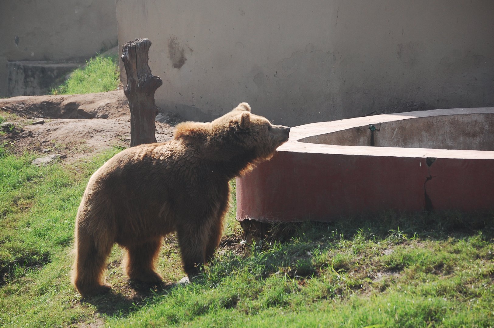 Himalayan brown bear - Lahore zoo 17/11/2019