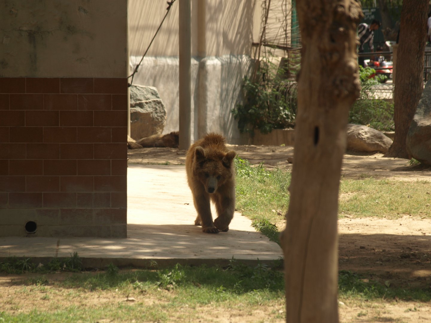 Himalayan brown bear - Lahore zoo 8/4/2017