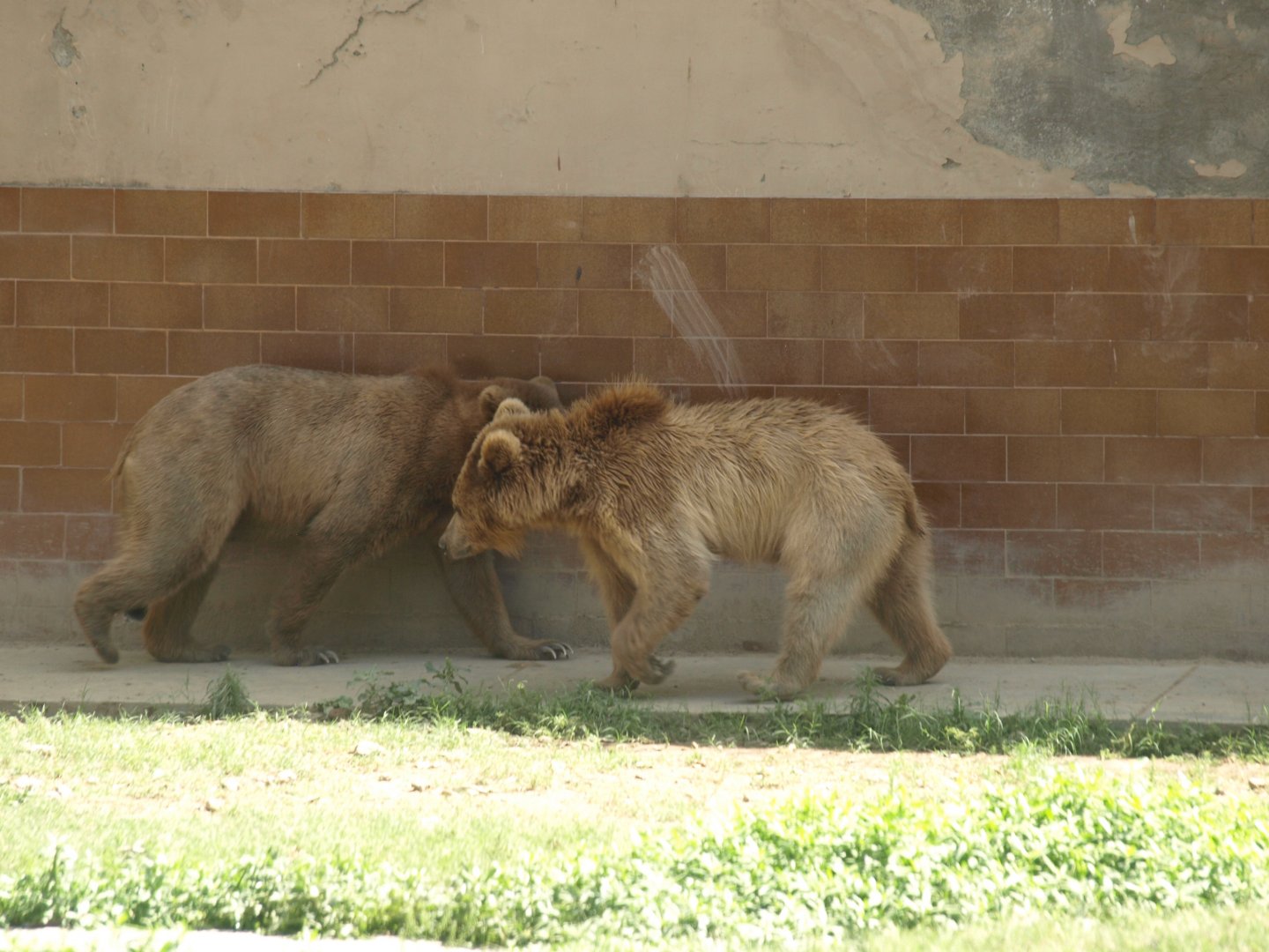 Himalayan brown bear - Lahore zoo 8/4/2017