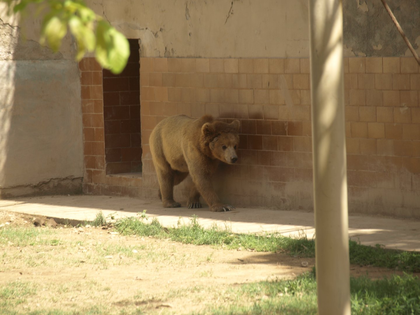 Himalayan brown bear - Lahore zoo 8/4/2017