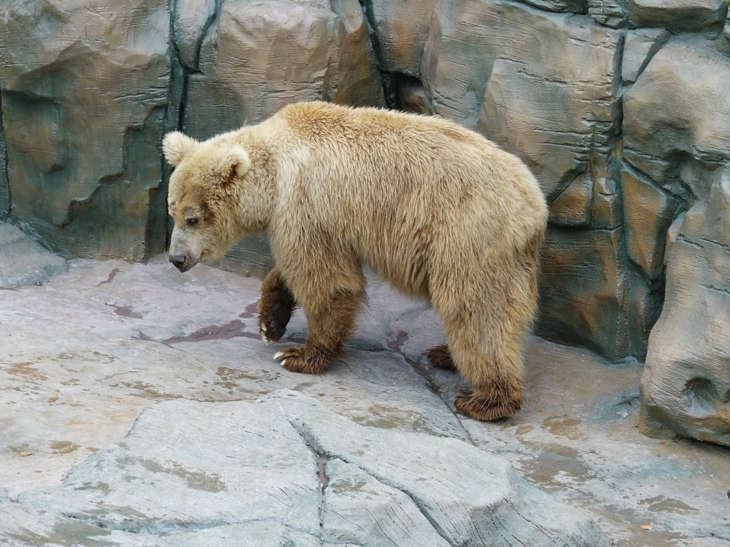 Himalayan brown bear (Ursus arctos isabellinus) - 16.04.2018