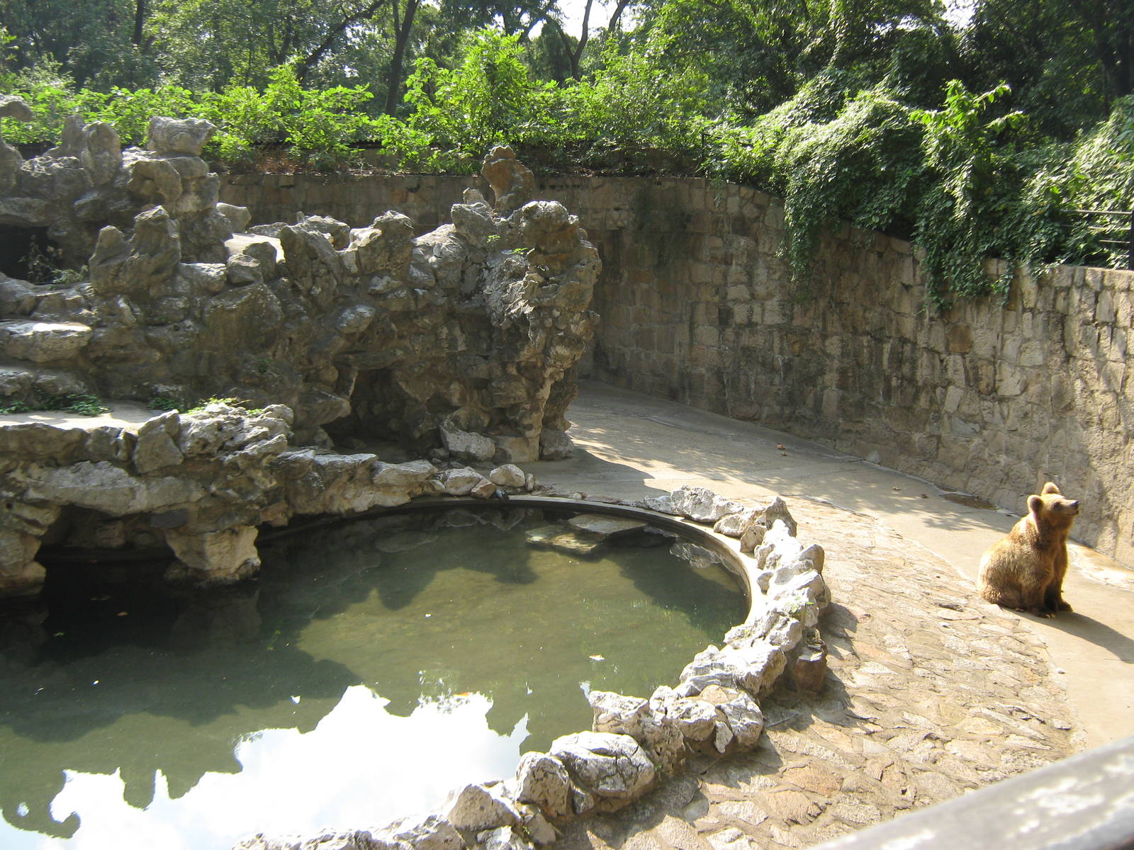 Himalayan brown bear (Ursus arctos isabellinus) enclosure