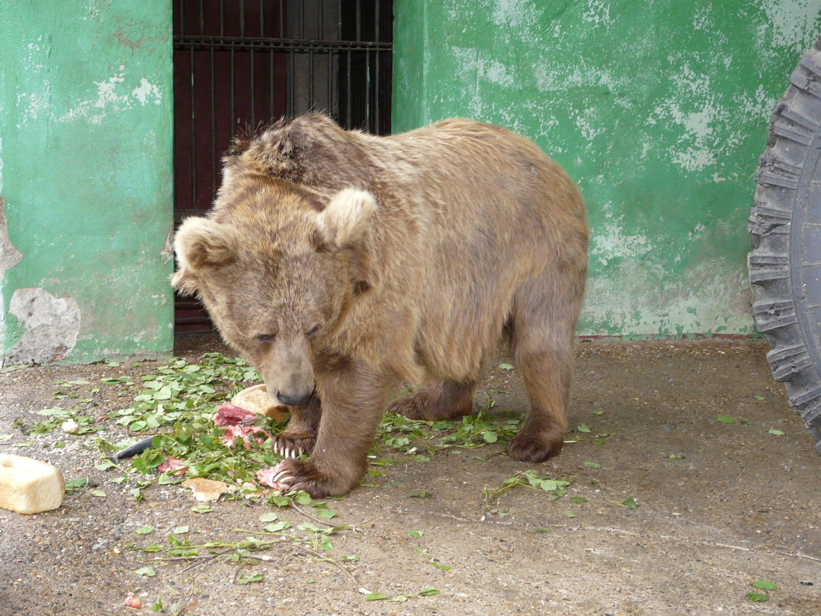 Himalayan brown bear/ Ursus arctos isabellinus