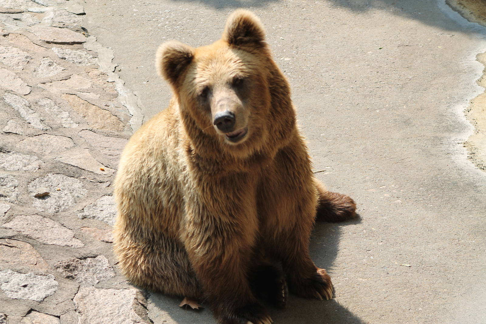 Himalayan brown bear (Ursus arctos isabellinus)