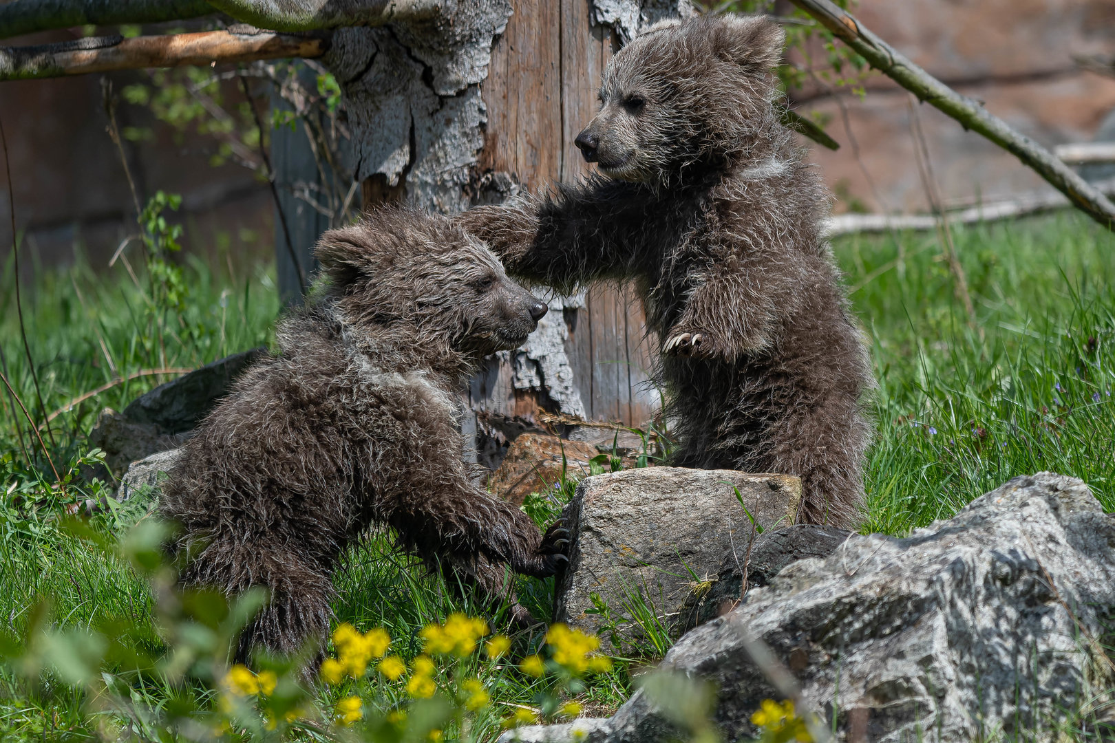 Himalayan brown bear (Ursus arctos isabellinus)