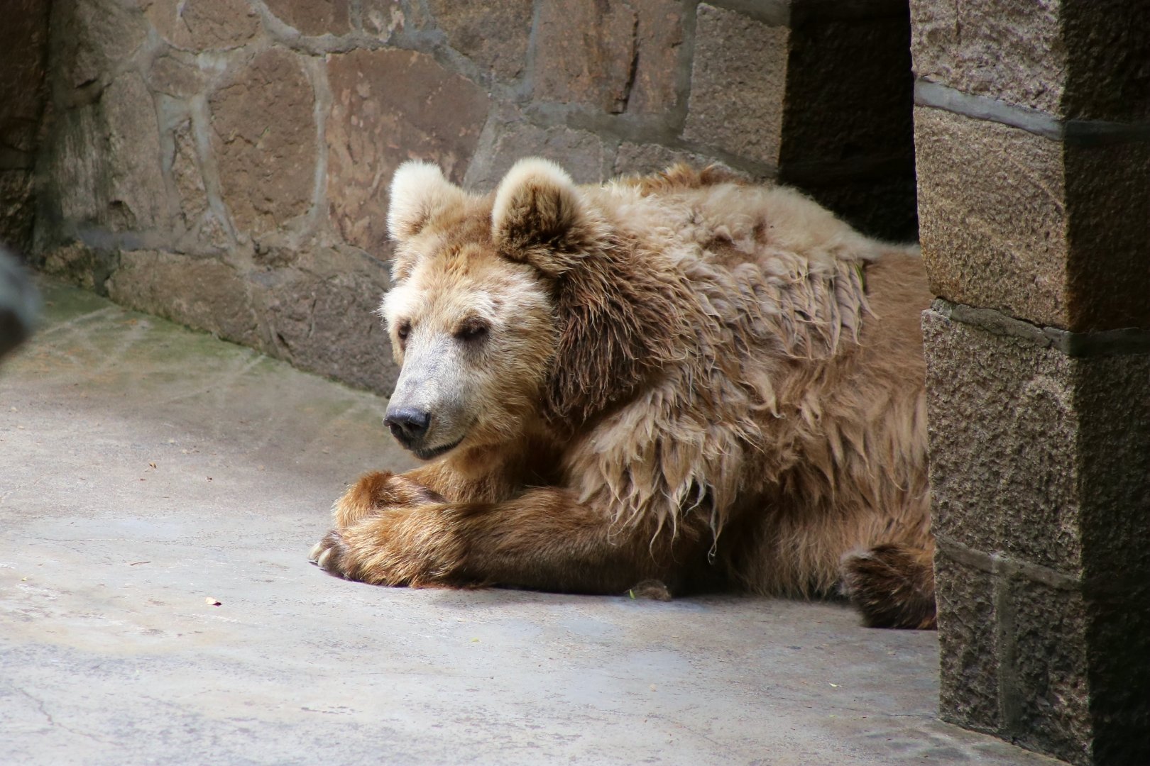 Himalayan Brown Bear (Ursus arctos isabellinus)