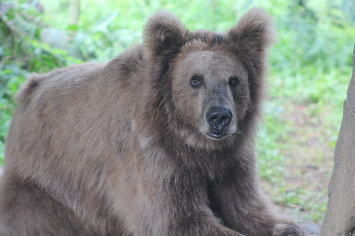 Himalayan brown bear  (Ursus arctos isabellinus)