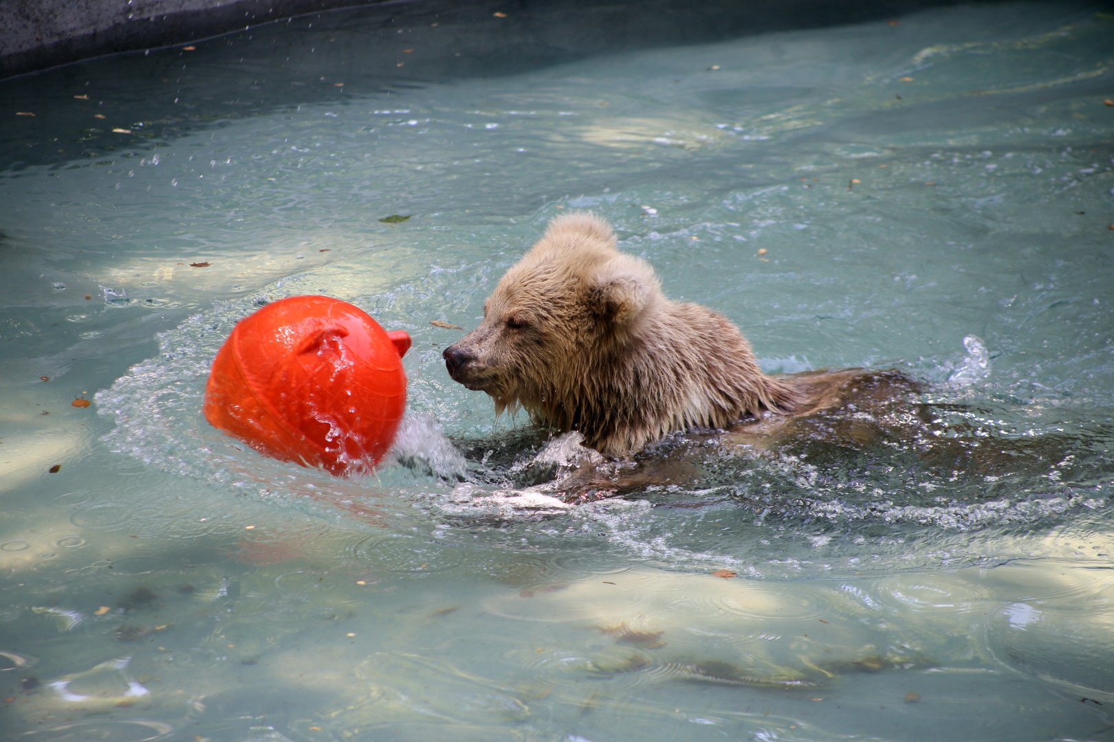 Himalayan Brown Bear (Ursus arctos isabellinus)