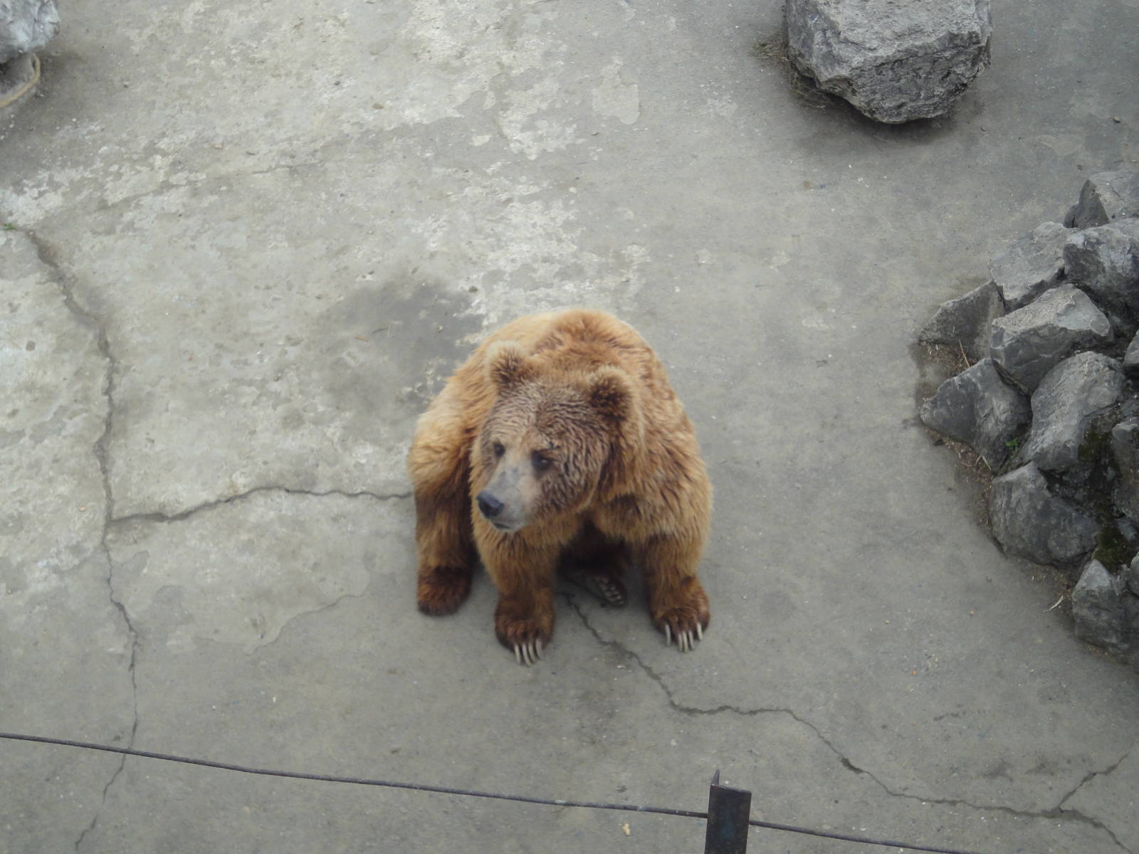 Himalayan Brown Bear