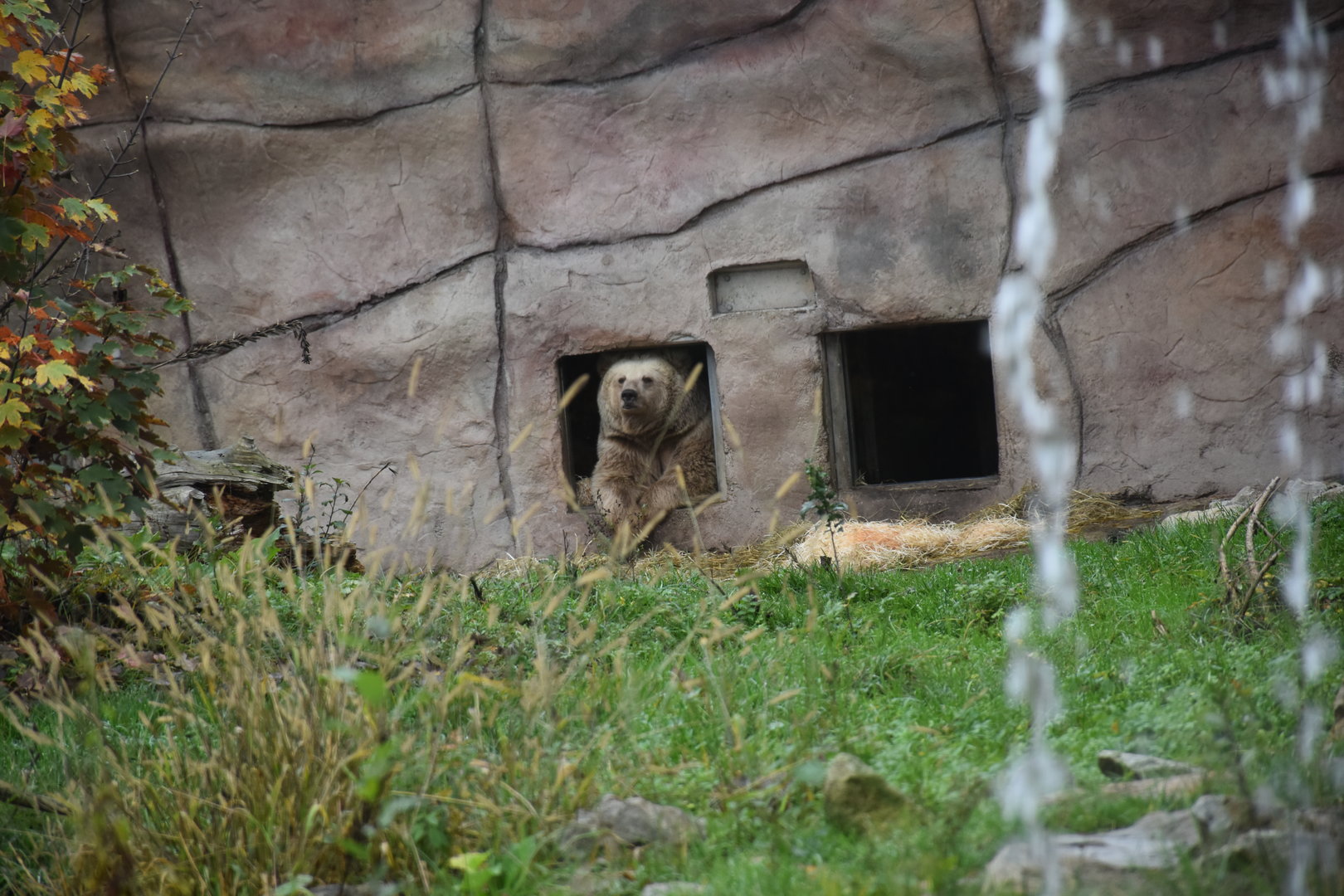 Himalayan brown bear