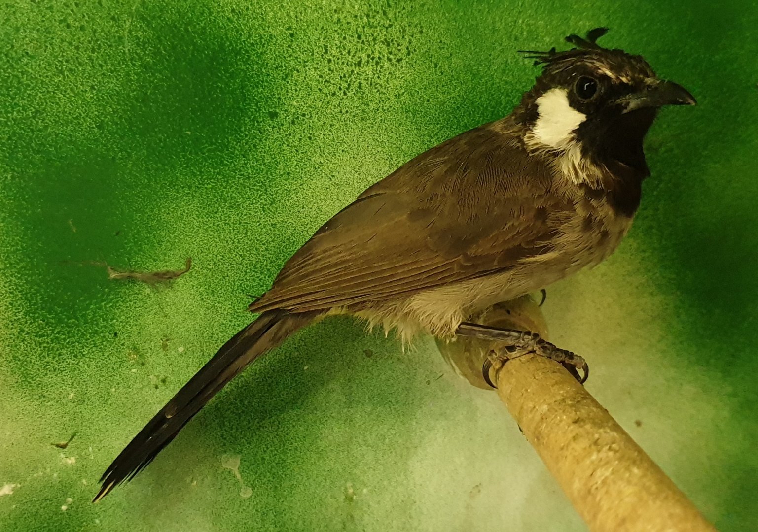 Himalayan bulbul - Pycnonotus leucogenys