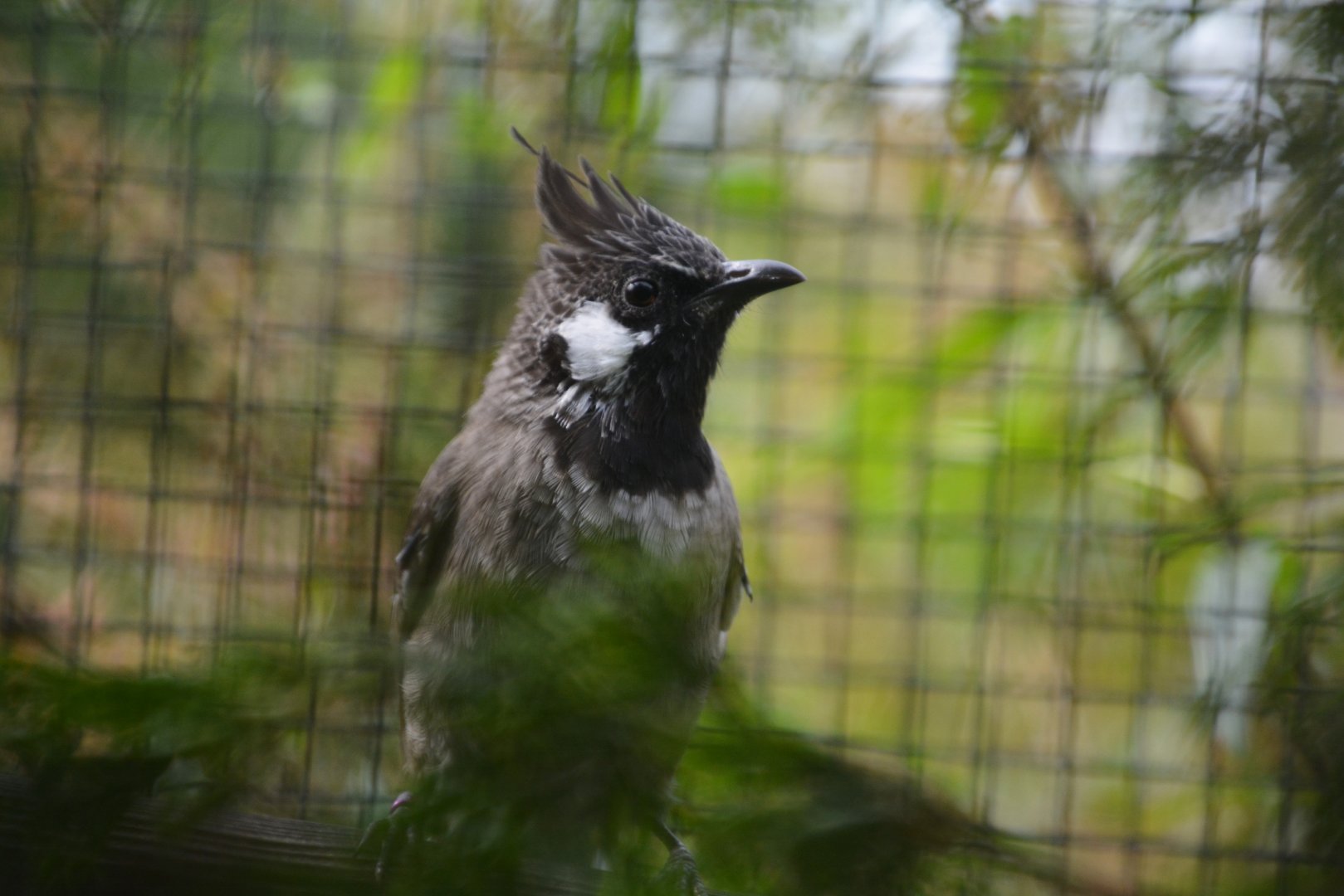 Himalayan bulbul (Pycnonotus leucogenys)