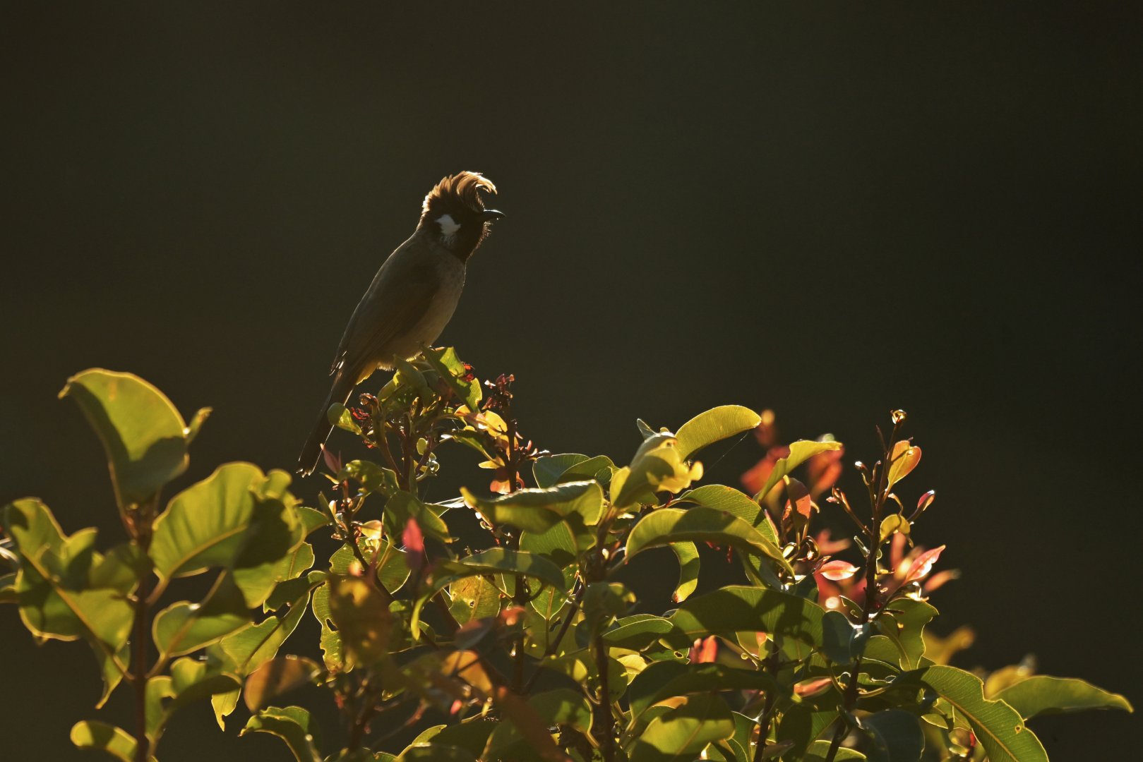 Himalayan Bulbul Pycnonotus leucogenys