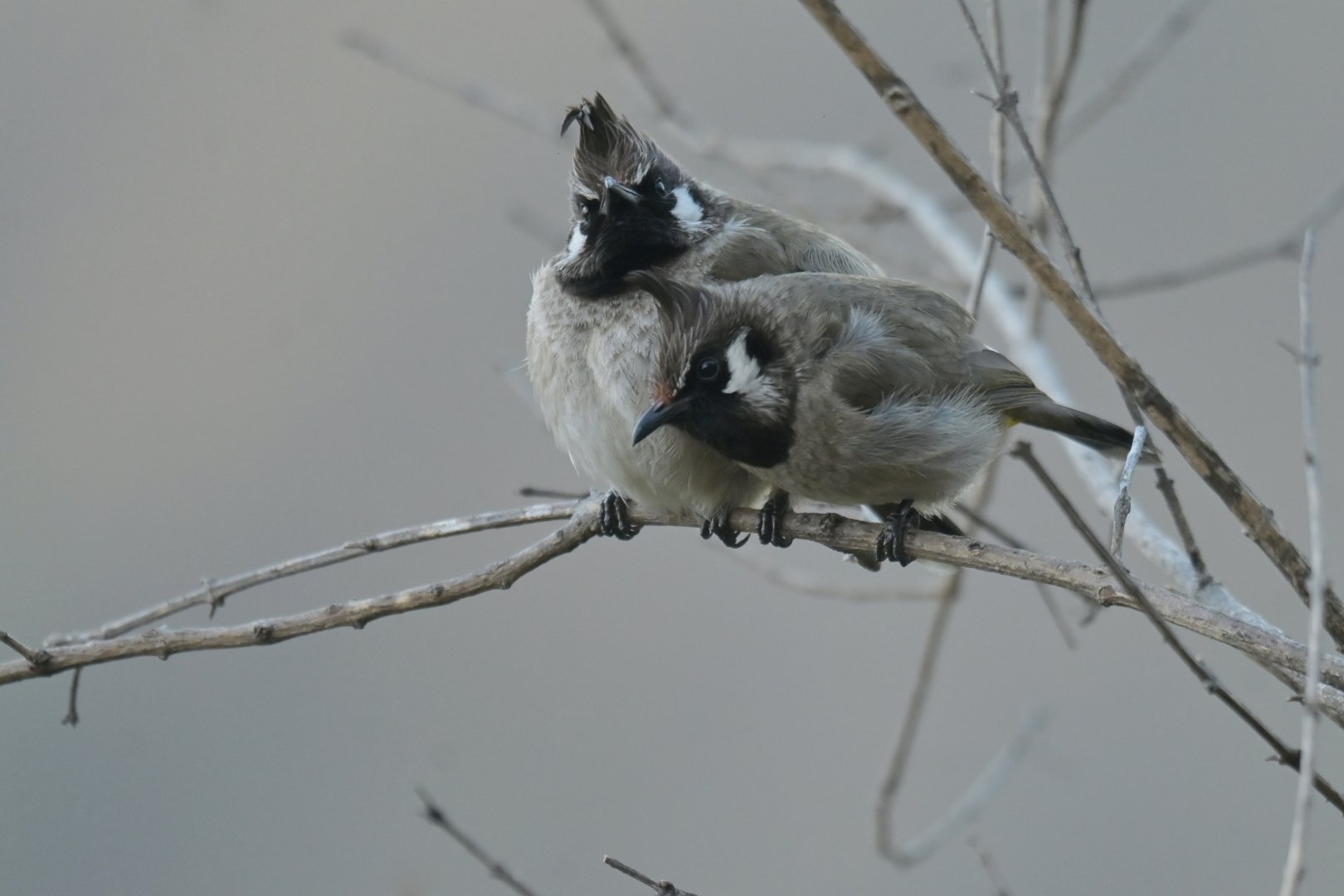 Himalayan Bulbul Pycnonotus leucogenys