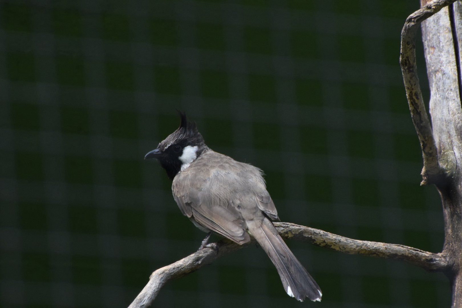Himalayan bulbul