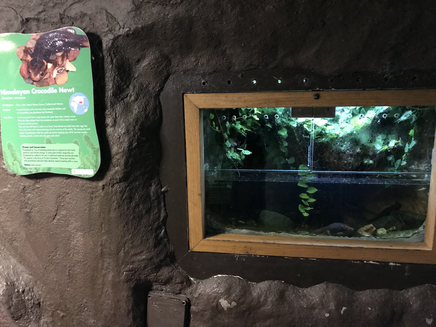 Himalayan crocodile newt exhibit 081018