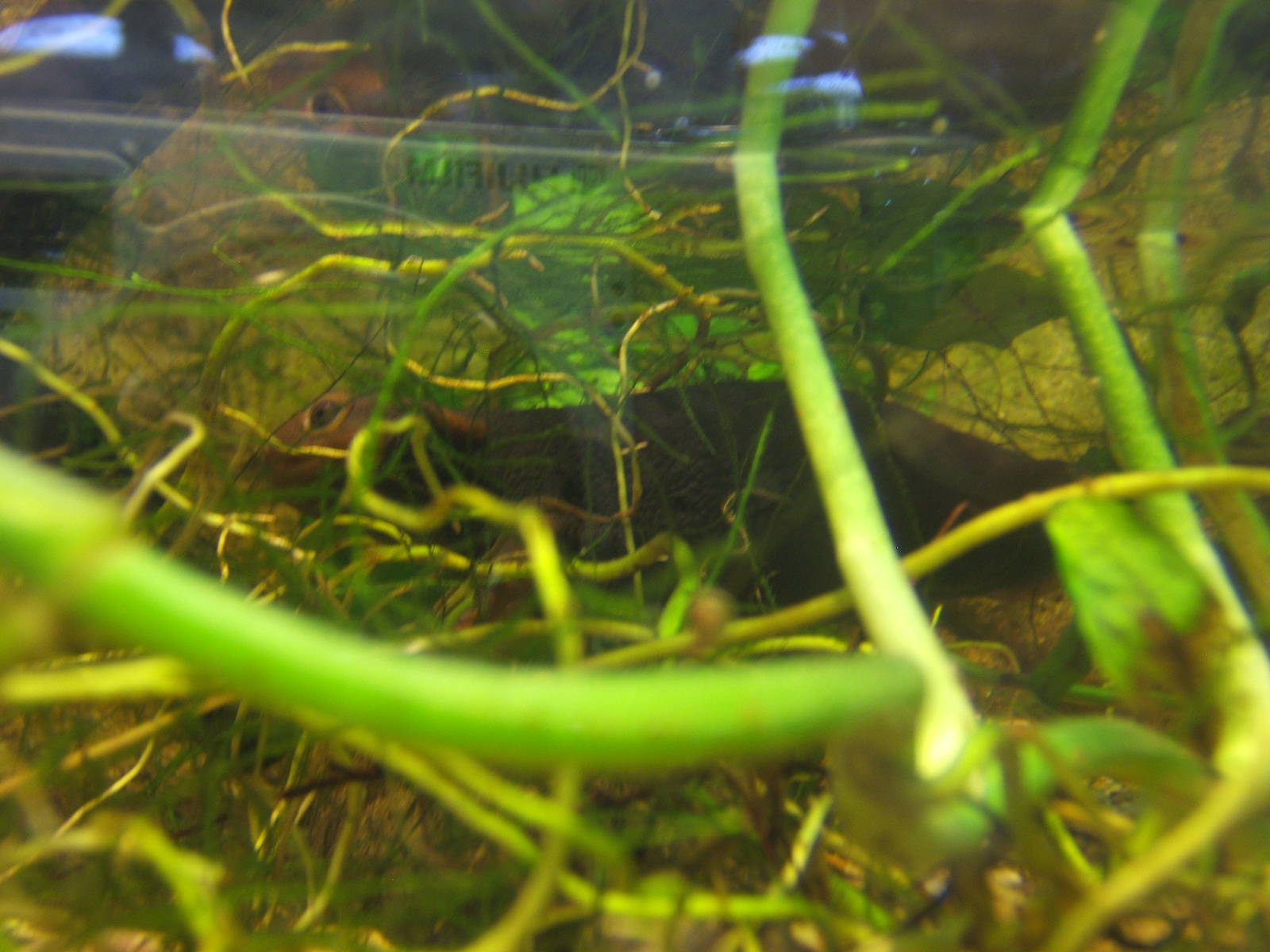 Himalayan Crocodile Newt