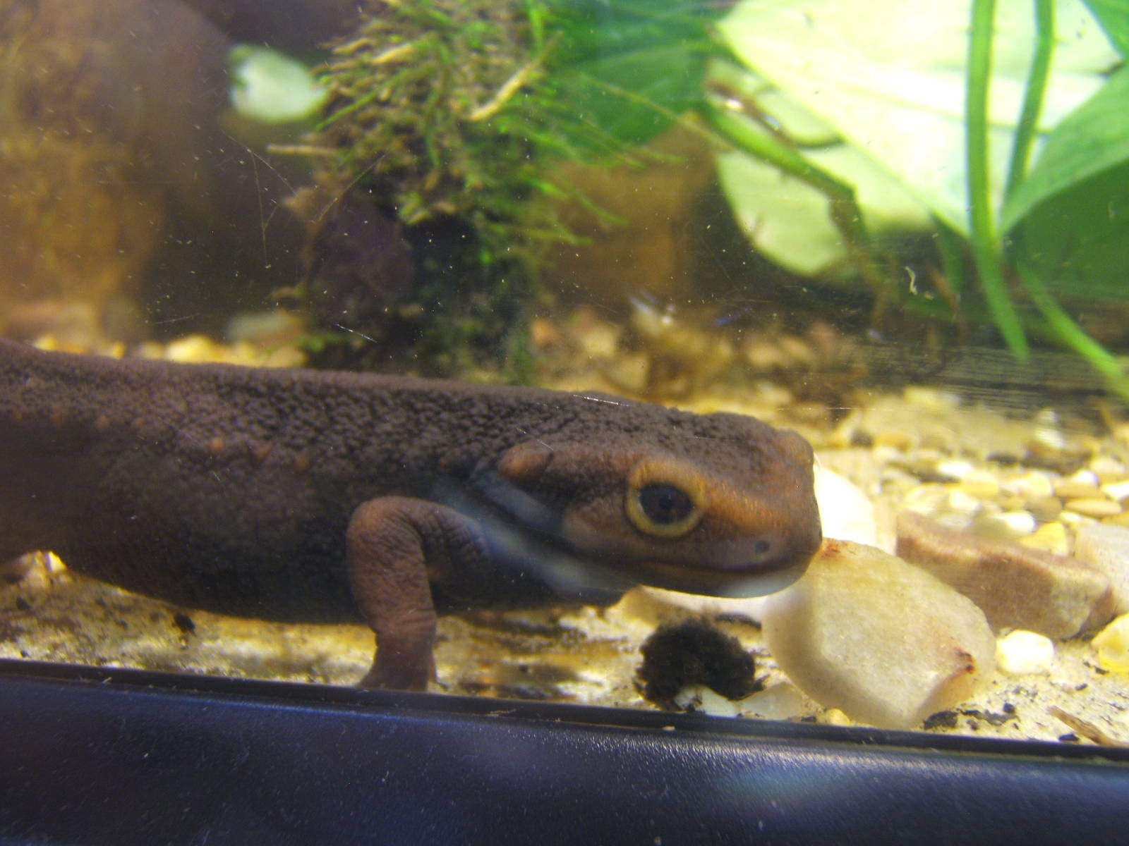 Himalayan Crocodile Newt