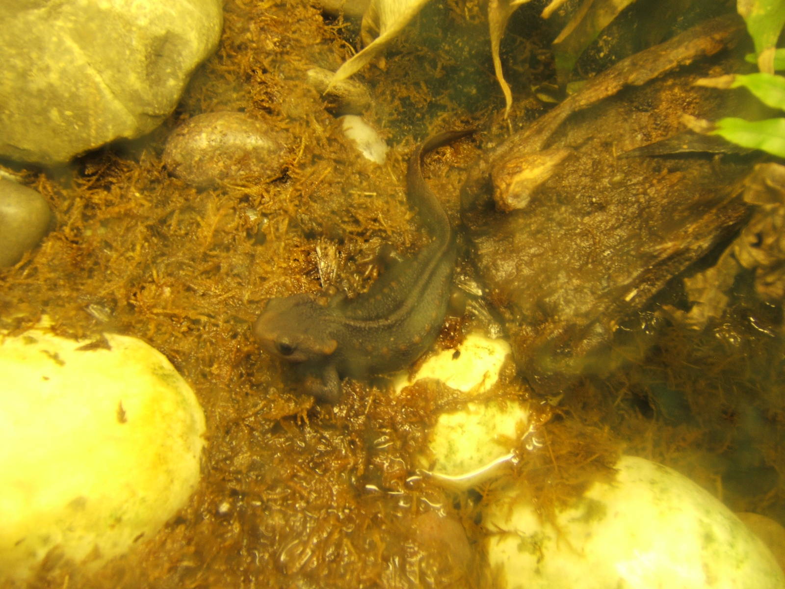 Himalayan Crocodile Newt