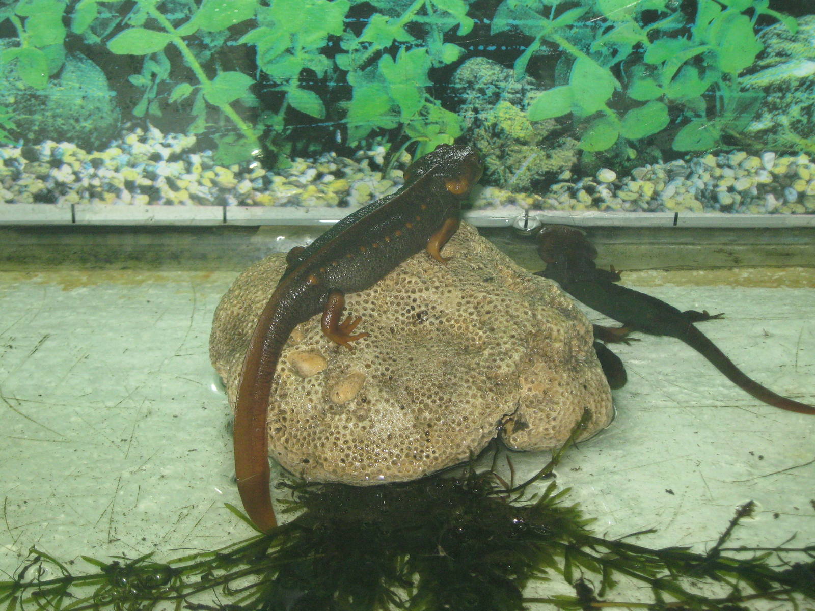 Himalayan Crocodile Salamanders (Tylototriton verrucosus)