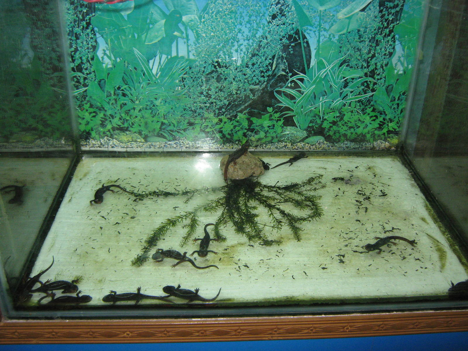 Himalayan Crocodile Salamanders (Tylototriton verrucosus)