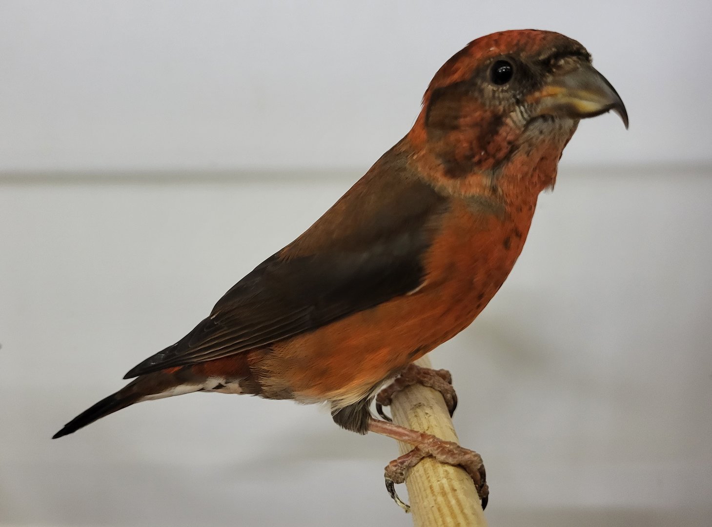 Himalayan crossbill