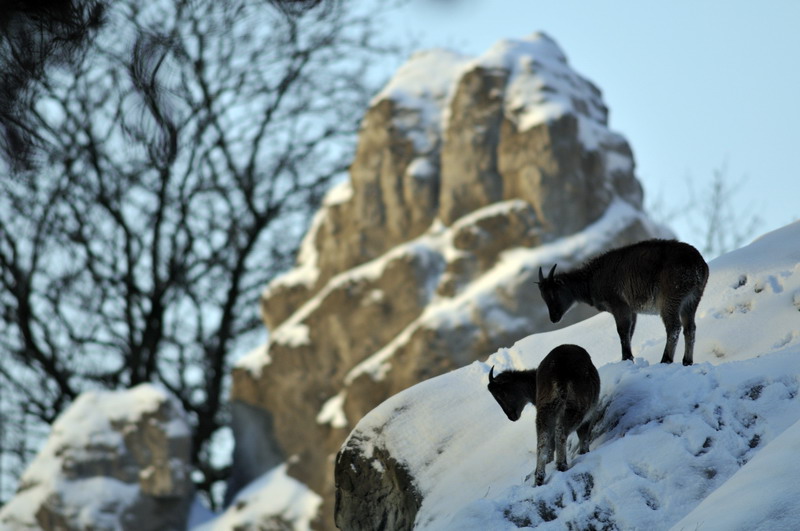 Himalayan exhibit at Hagenbeck